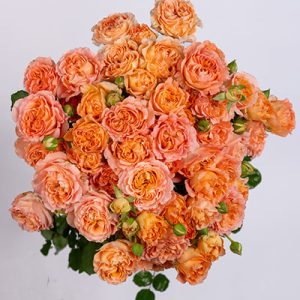 Apricot Lace