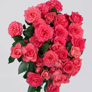 Bella Linda Cerise