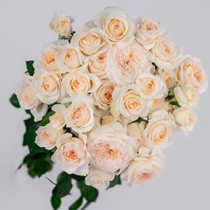 Fragrant Rosever