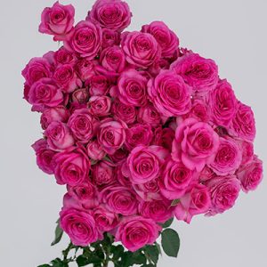 Fuschia Lace