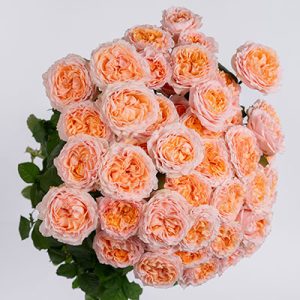 Georgia Peach