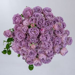 Lavender Bubbles