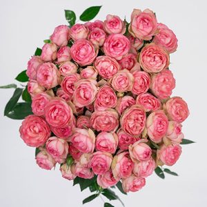 Lovely Rokoko