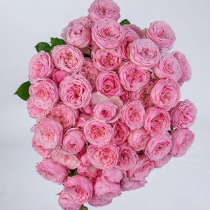 Mansfield Park Pink