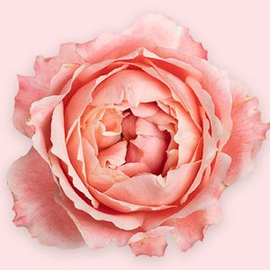 Princess Sakura (Cherry Blossom)
